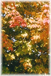Herbsttraum